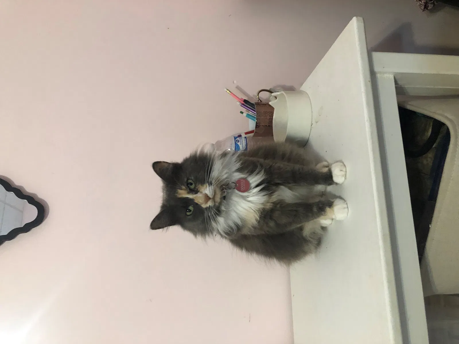 Lost cat in Buford, GA, 30518