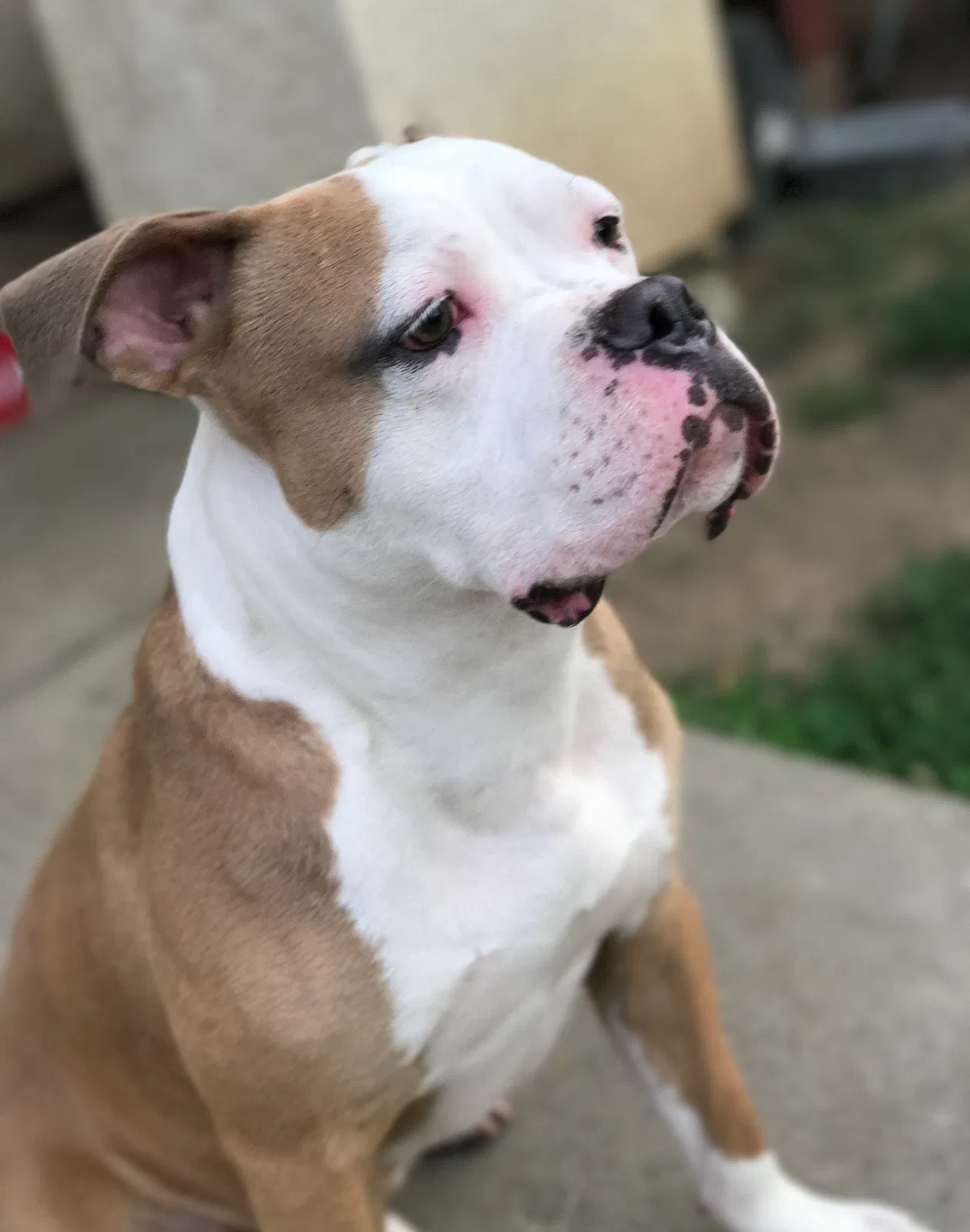 Lost dog in Sacramento, CA, 95822