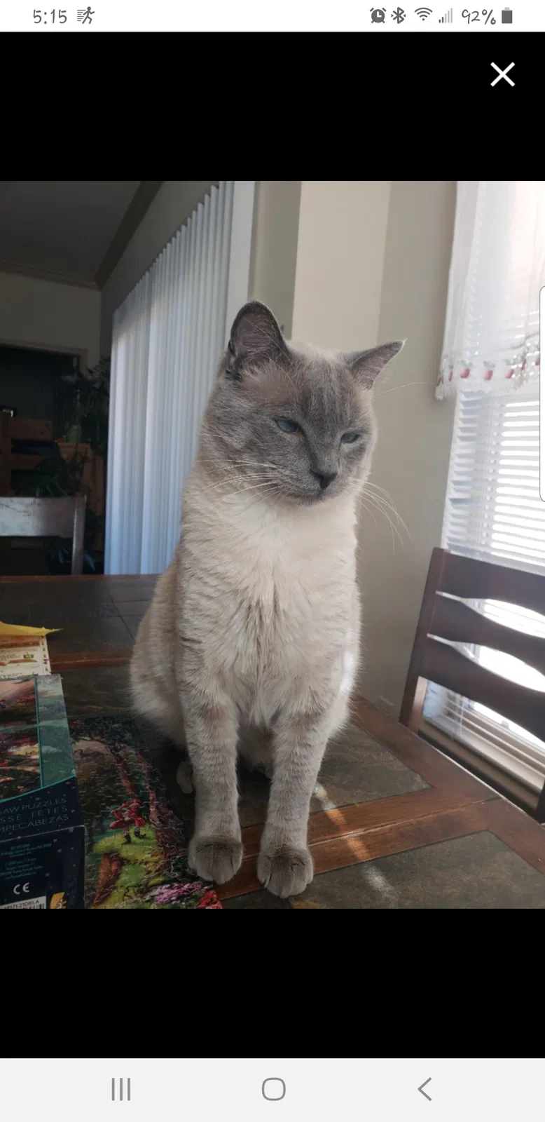Lost cat in Parker, CO, 80134