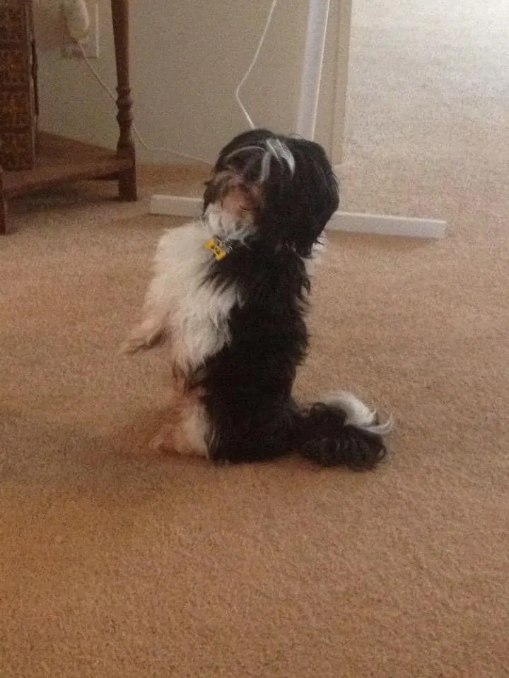 Lost dog in Flint, MI, 48532
