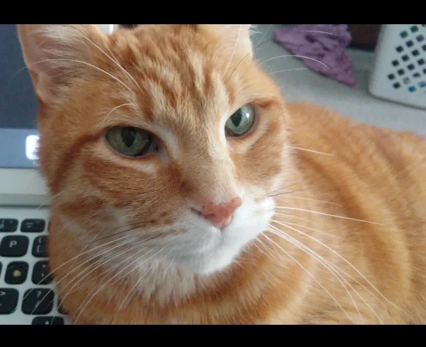 Lost cat in Saint Paul, MN, 55119