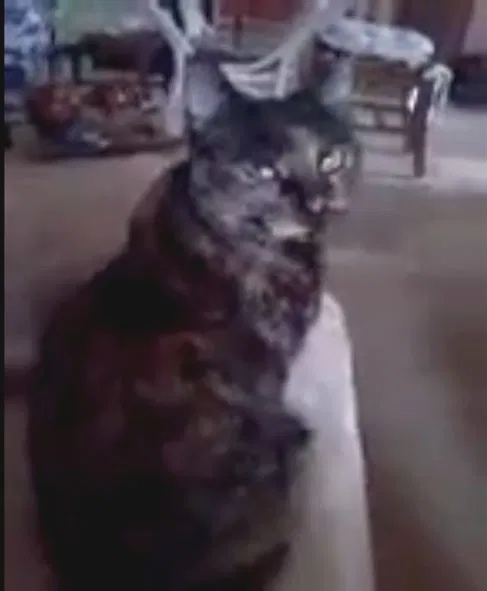 Lost cat in Mesa, AZ, 85203