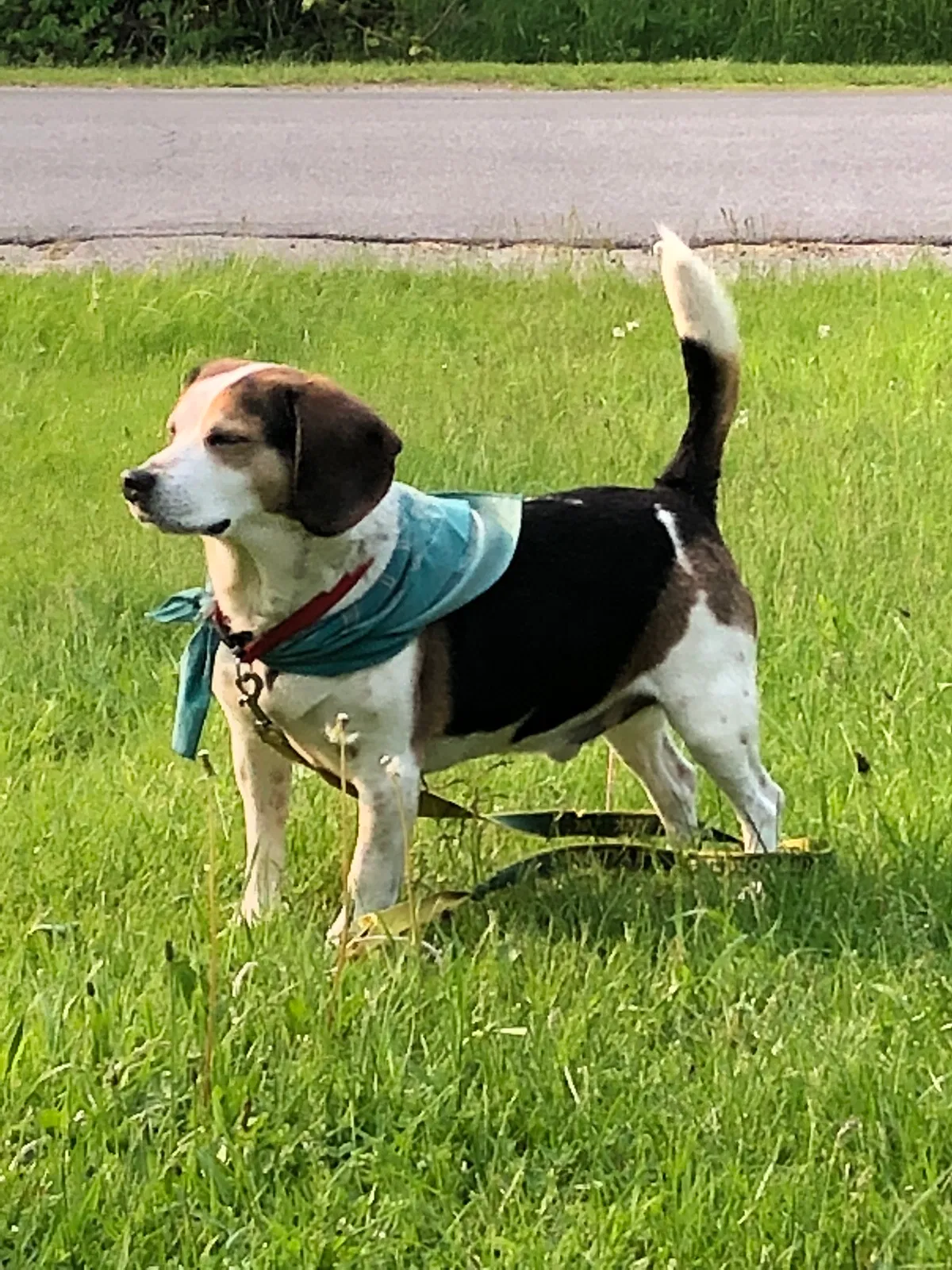 Lost dog in Mayfield, NY, 12117