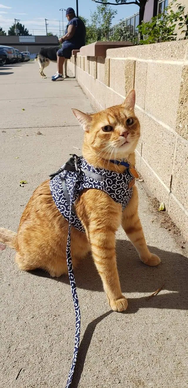 Lost cat in Denver, CO, 80219