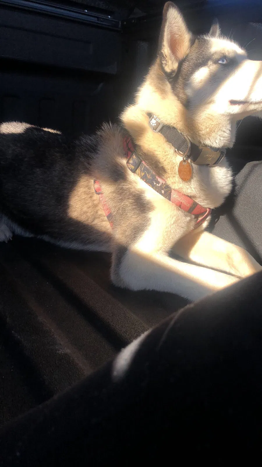 Lost dog in Bedford, TX, 76022