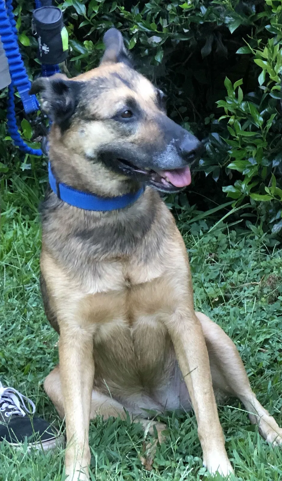 Lost dog in Lawrenceville, GA, 30046