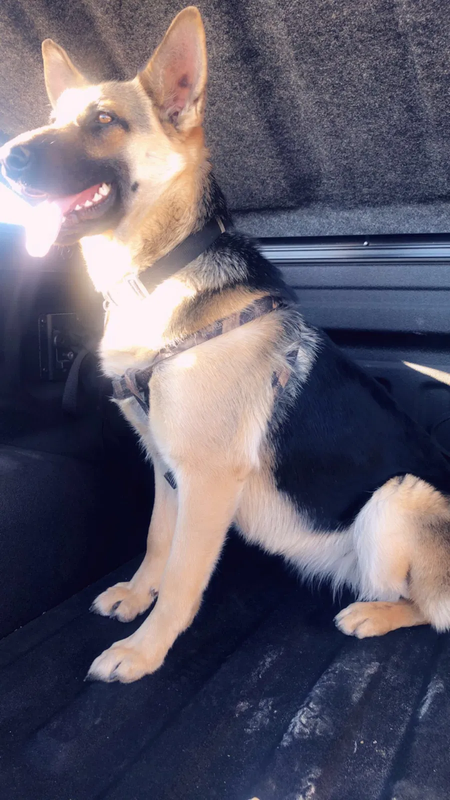 Lost dog in Bedford, TX, 76022