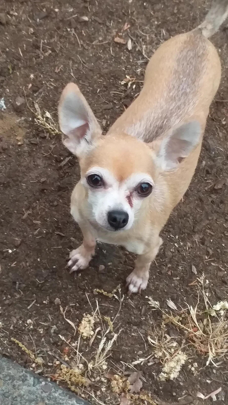 Lost dog in Vancouver, WA, 98665