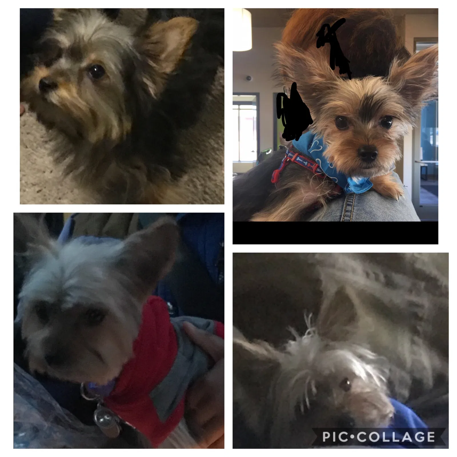 Lost dog in Chicago, IL, 60636