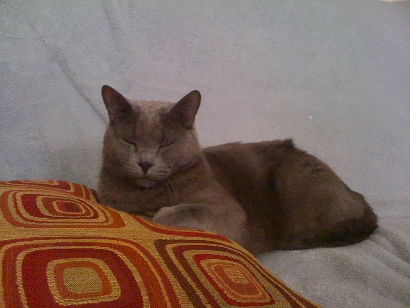 Lost cat in Hickory Hills, IL, 60457