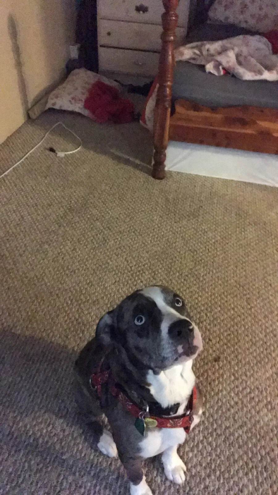 Lost dog in Pickens, SC, 29671
