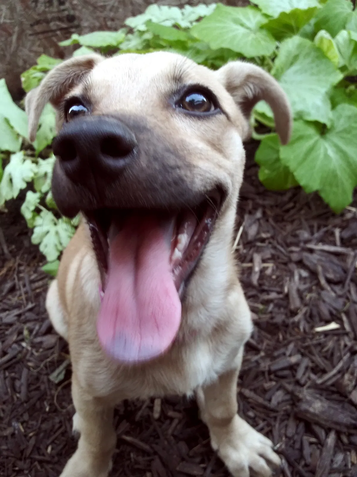 Lost dog in Pharr, TX, 78577