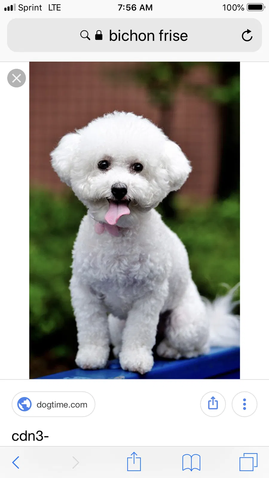 Lost dog in Hagerstown, MD, 21740