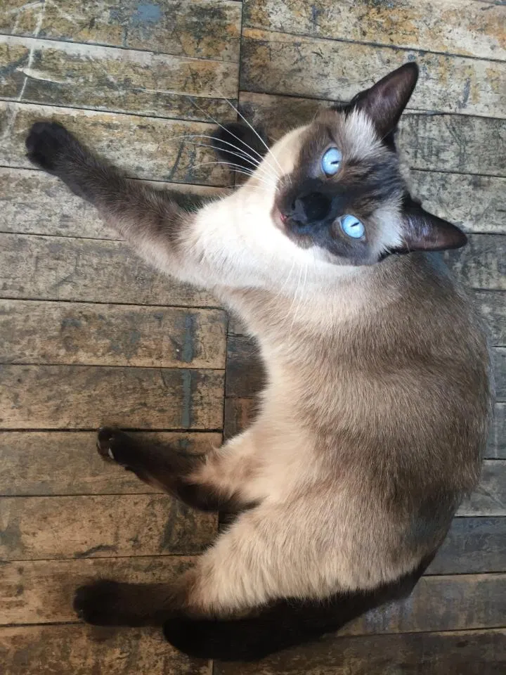 Lost cat in Cleveland, OH, 44113