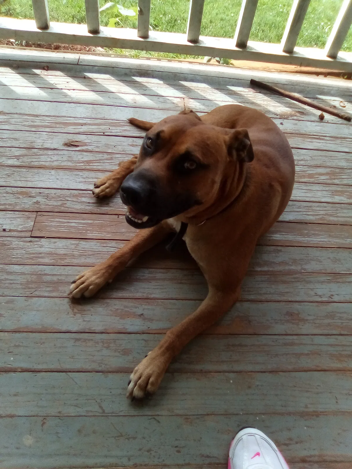 Lost dog in West Union, SC, 29696