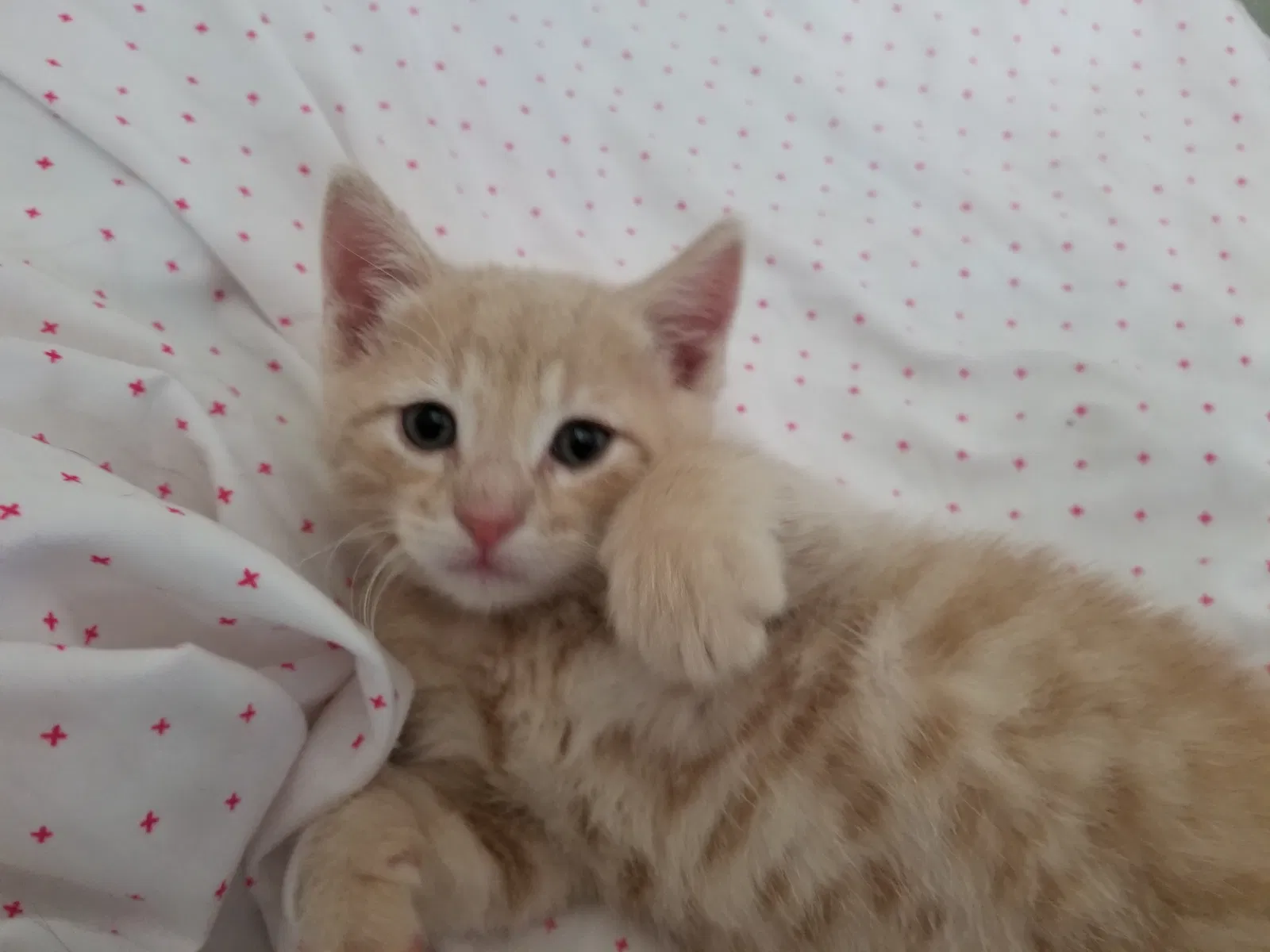 Lost cat in Prior Lake, MN, 55372