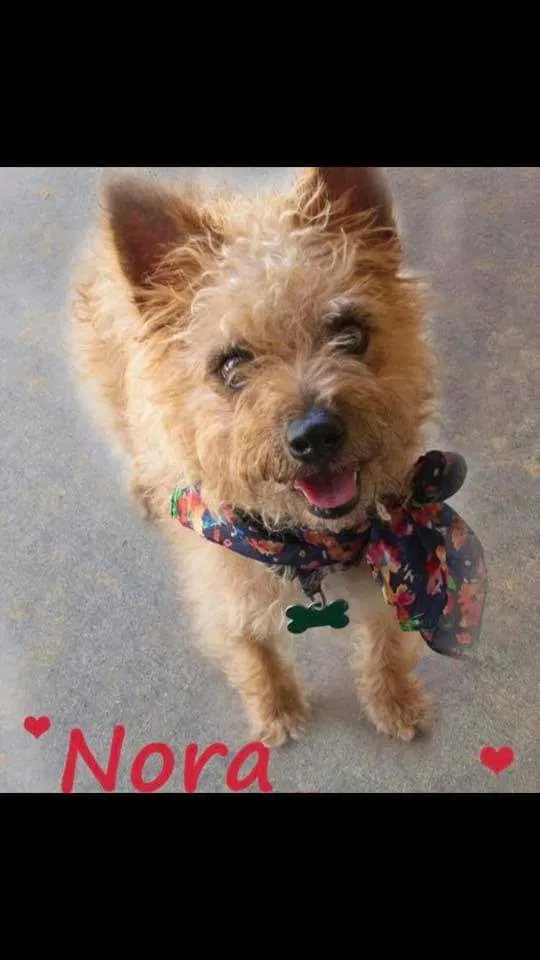 Lost dog in Dallas, TX, 75248