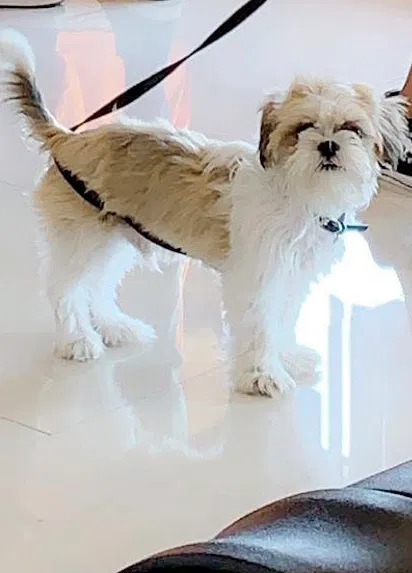 Lost dog in Brownsville, TX, 78520