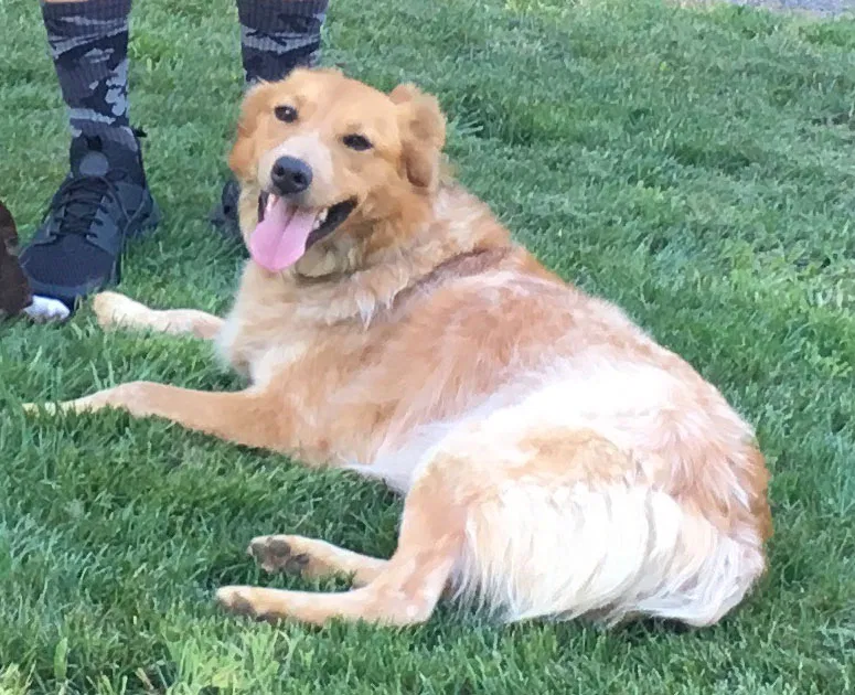 Lost dog in Kalama, WA, 98625