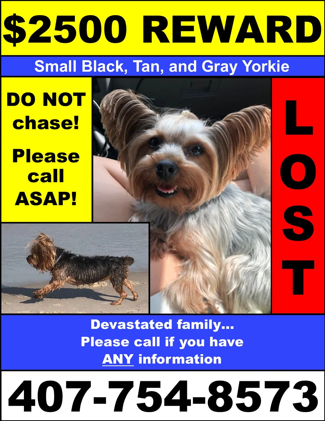 Lost dog in Brandon, MS, 39047