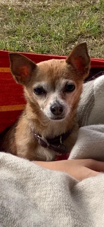 Lost dog in Brownwood, TX, 76801