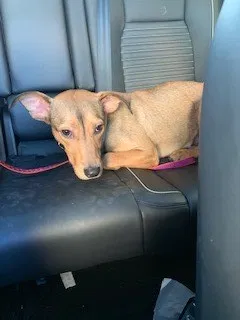 Lost dog in Minneapolis, MN, 55404