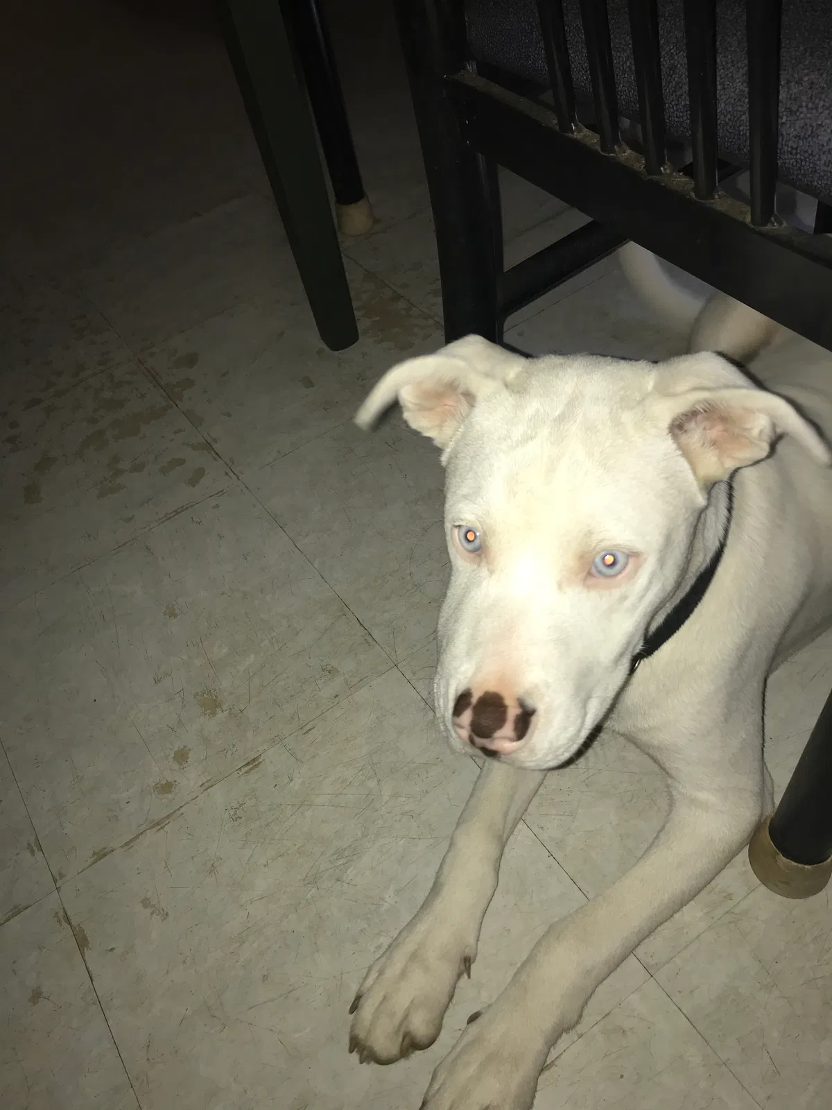Lost dog in Piedmont, SC, 29673