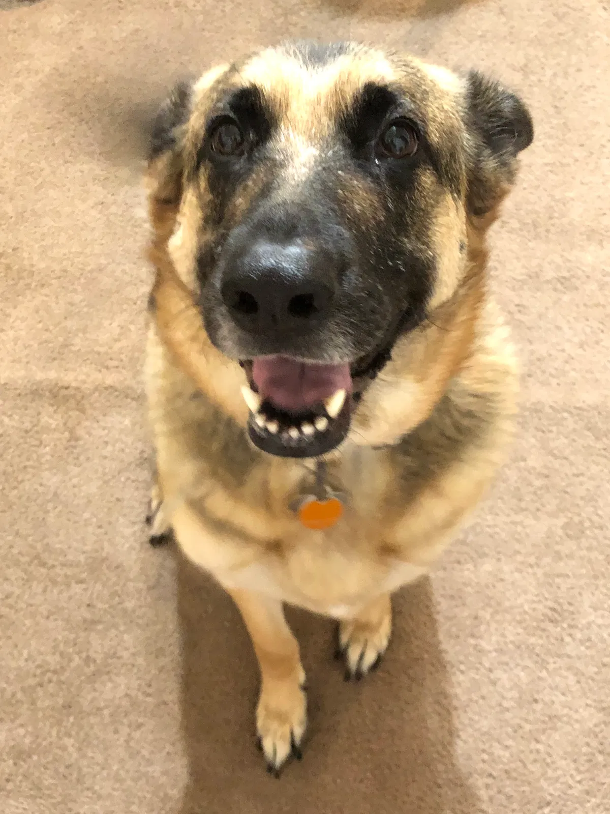 Lost dog in Lancaster, OH, 43130