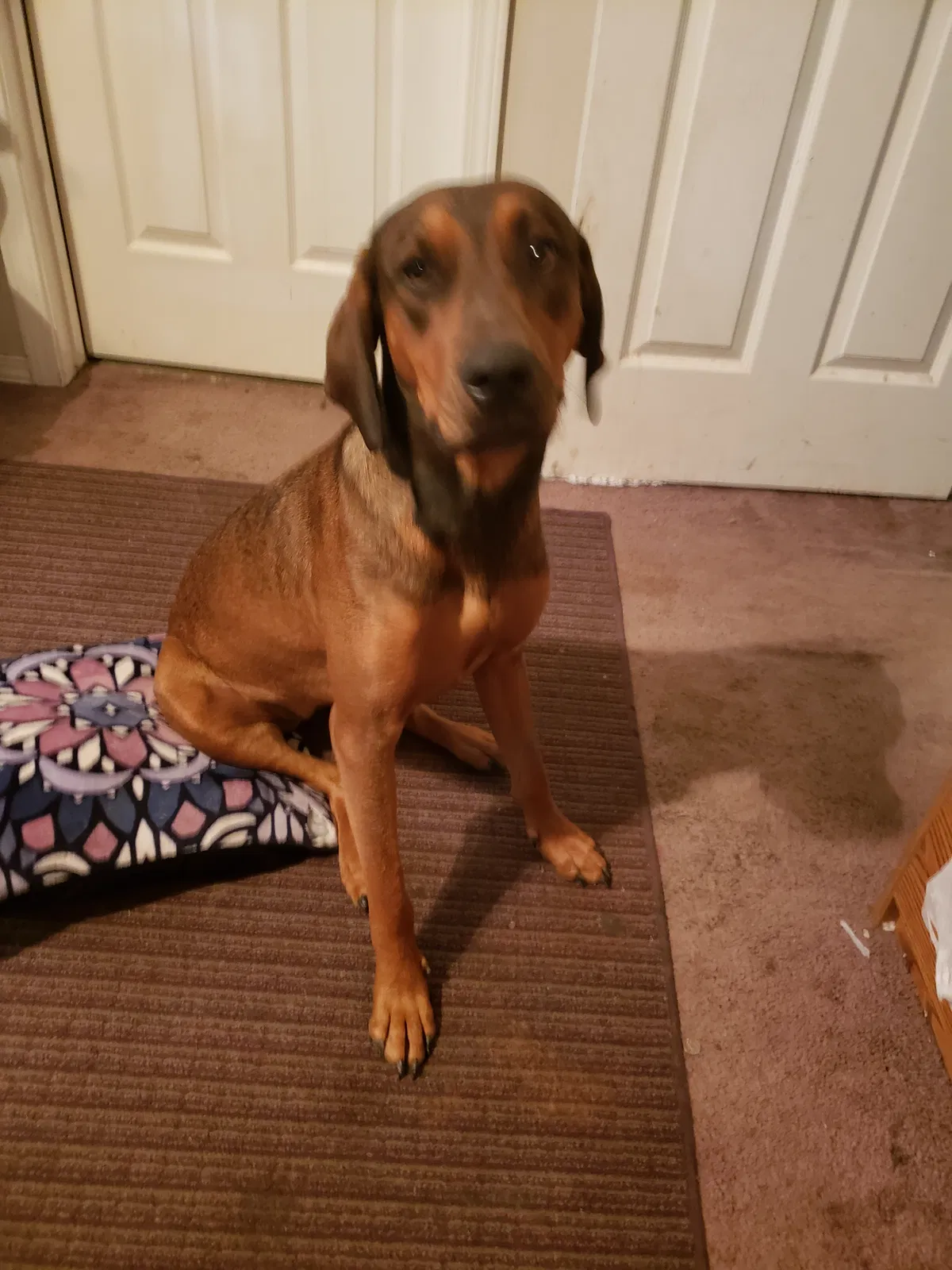 Lost dog in Blackfoot, ID, 83221