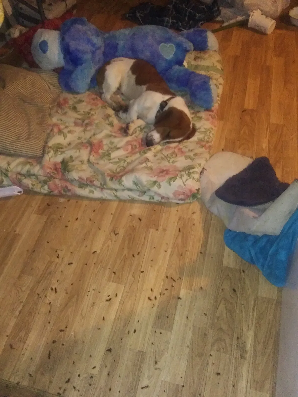 Lost dog in Silsbee, TX, 77656