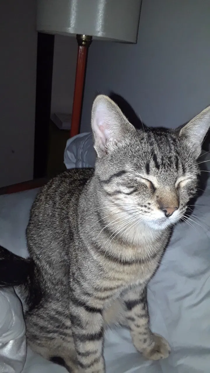 Lost cat in Carencro, LA, 70520