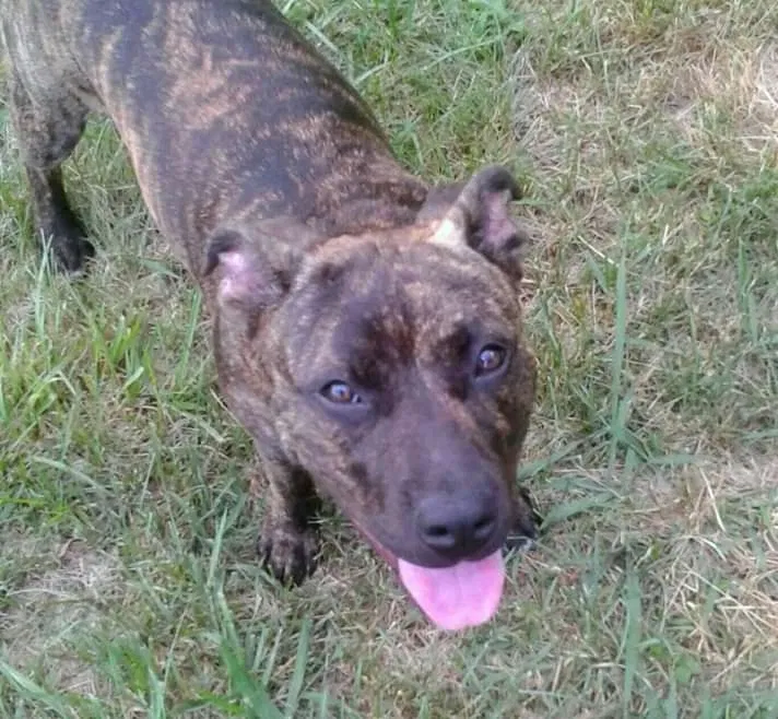 Lost dog in Lenoir, NC, 28645