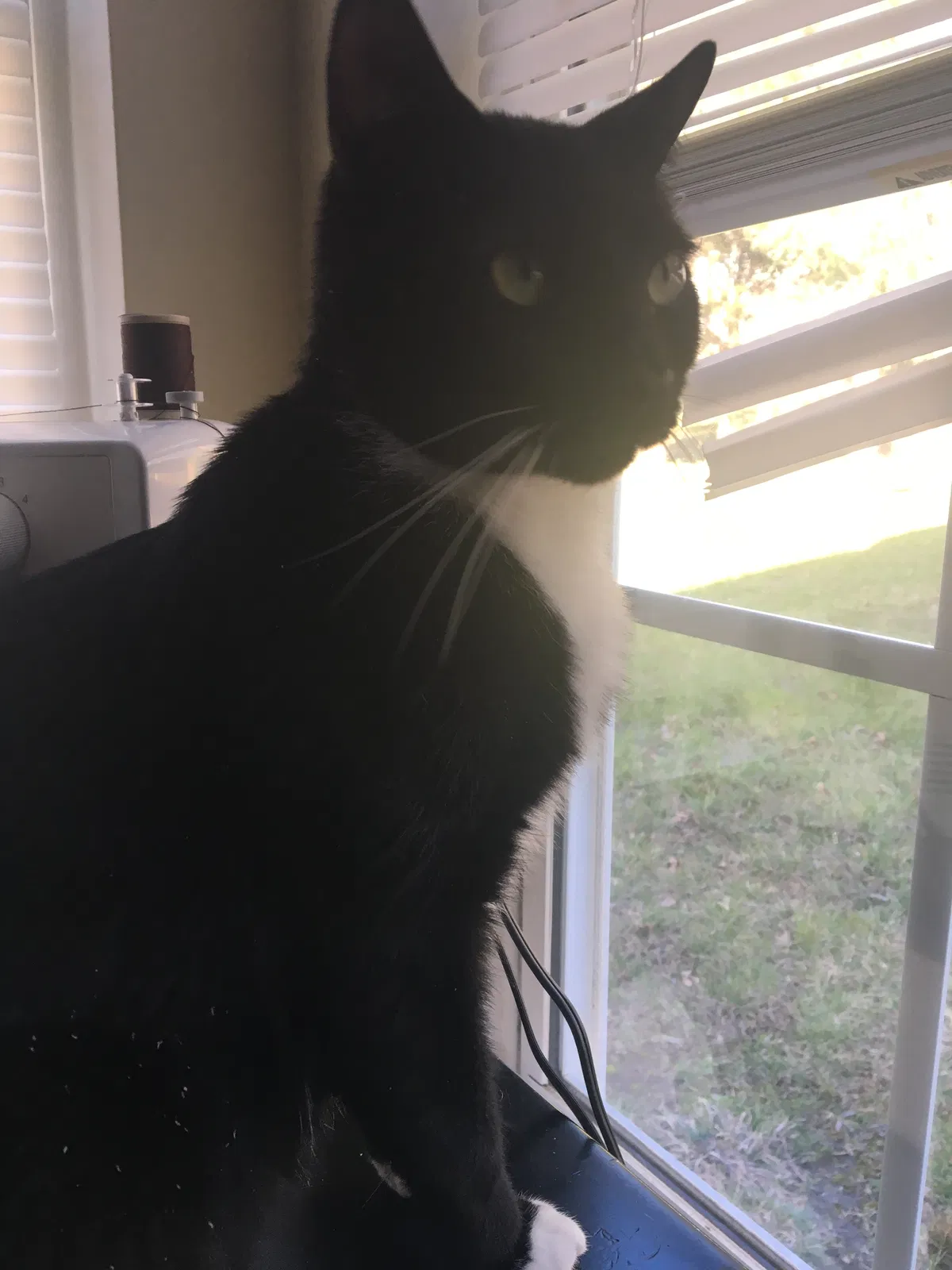 Lost cat in Stafford, TX, 77477