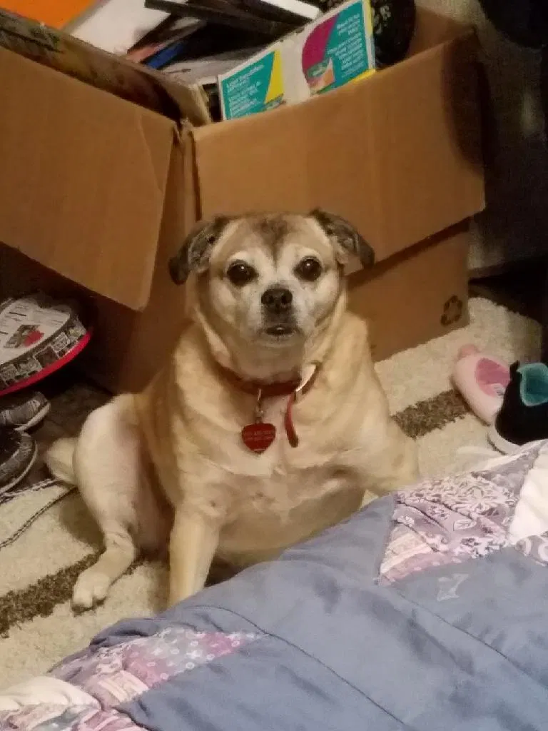 Lost dog in Dixon, CA, 95620