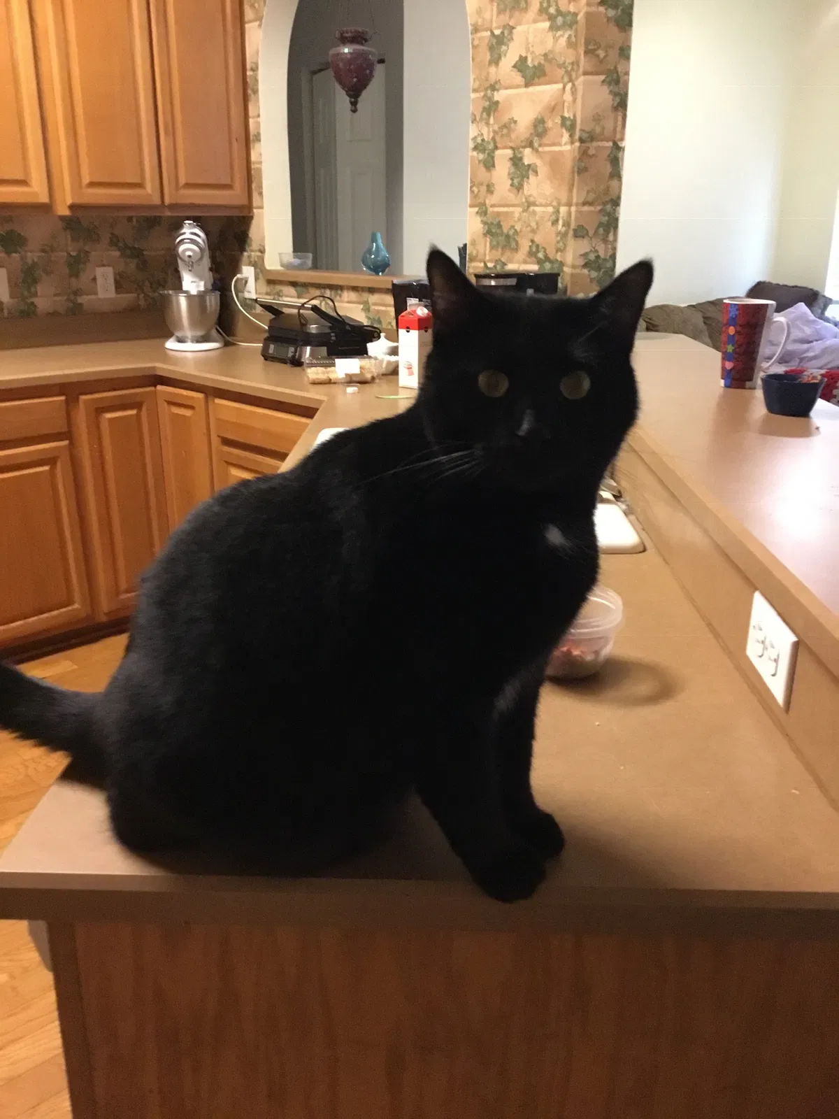 Lost cat in Gainesville, FL, 32606