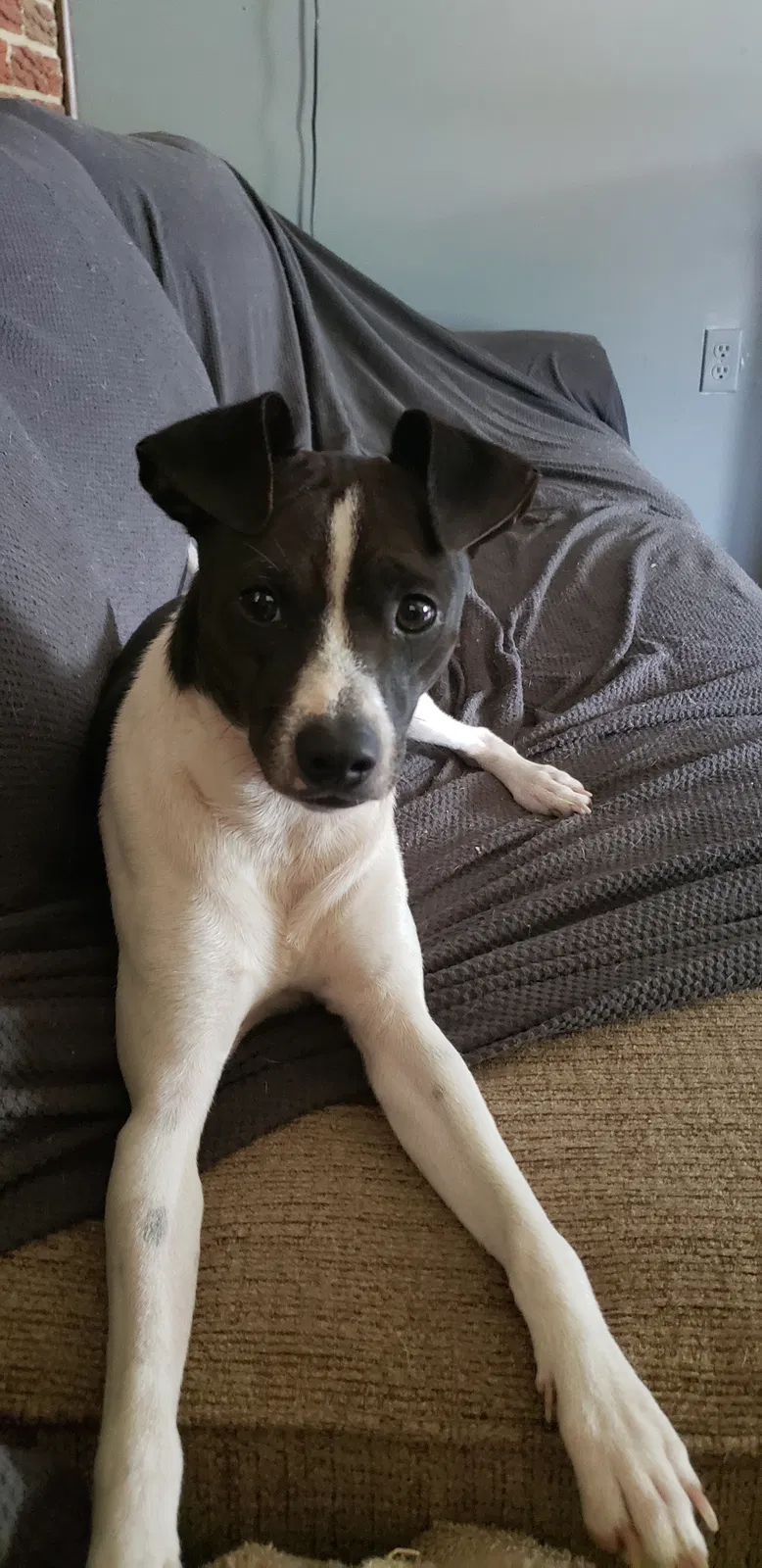 Lost dog in Biloxi, MS, 39532