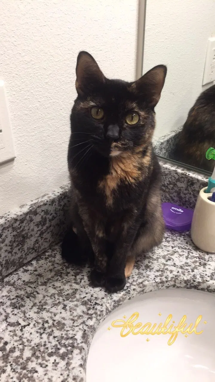 Lost cat in Houston, TX, 77041