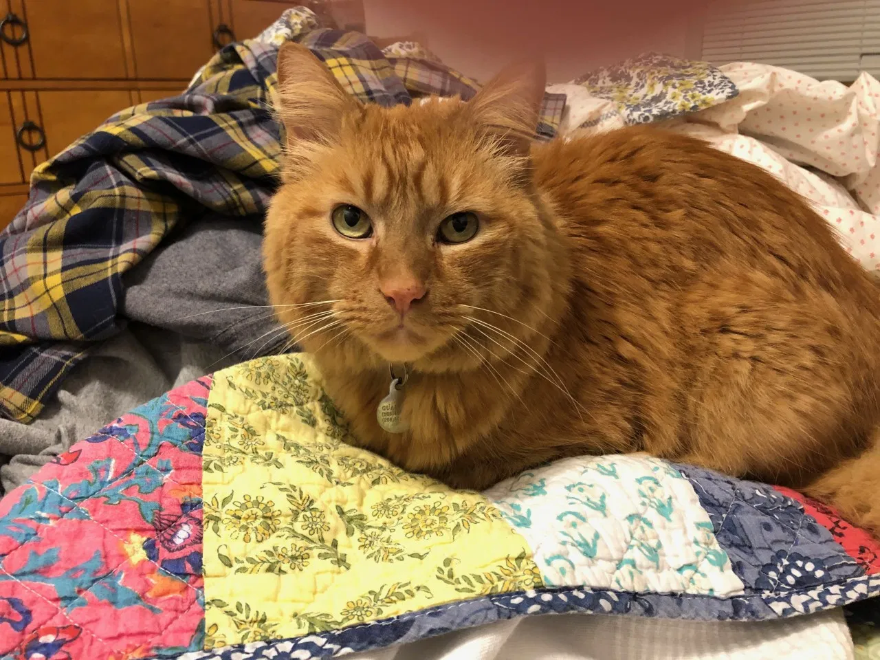 Lost cat in Lynnwood, WA, 98036