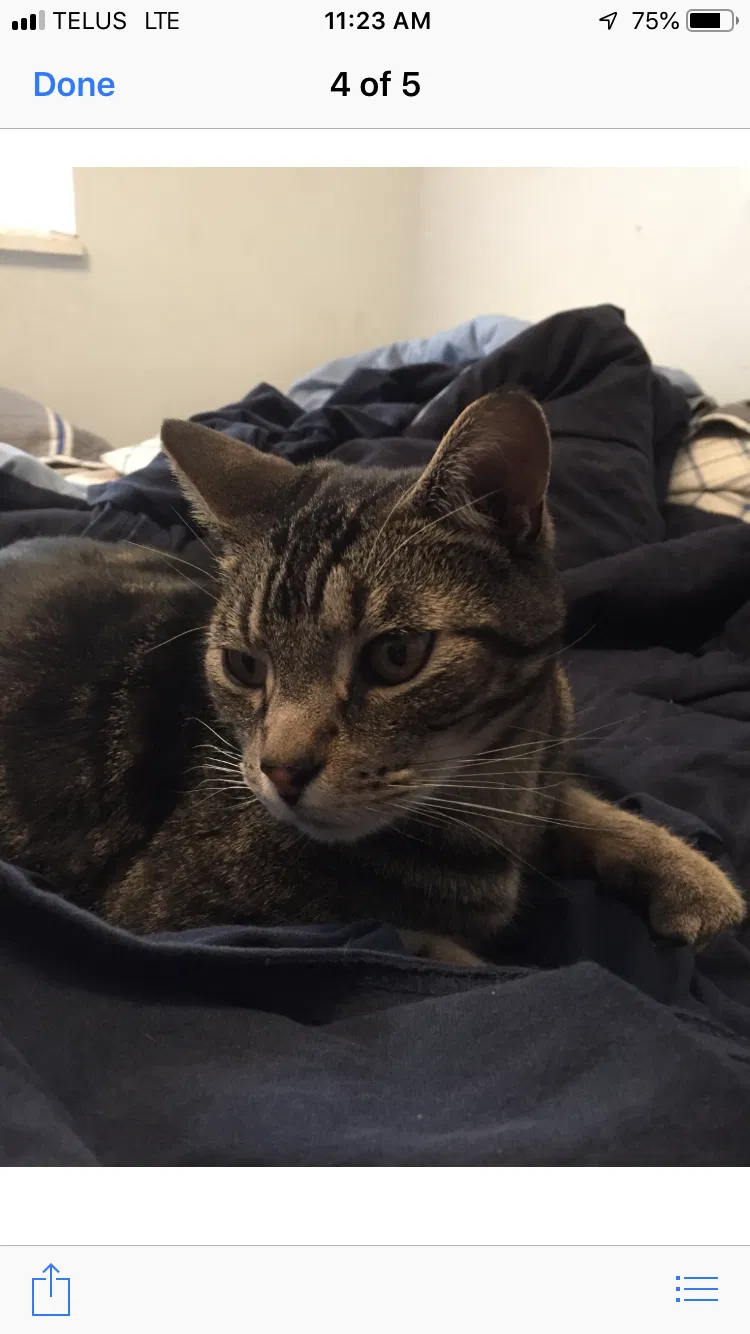 Lost cat in Unknown, CA, 0