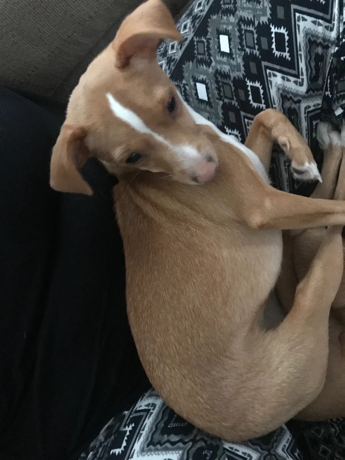 Lost dog in Kent City, MI, 49330
