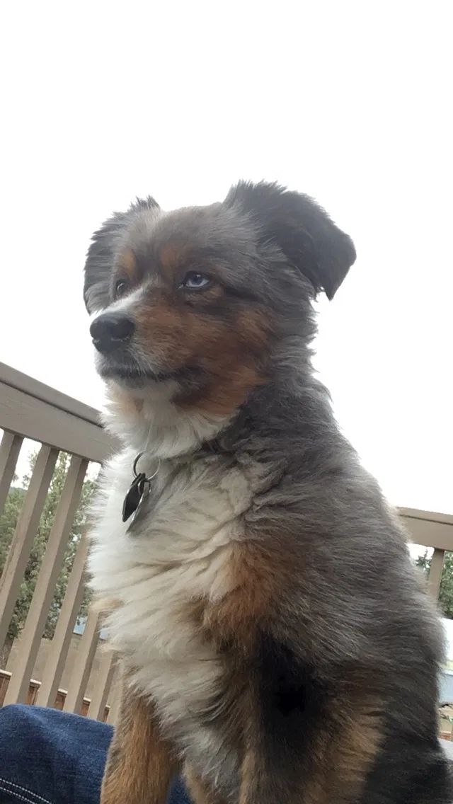 Lost dog in Unknown, OR, 97703