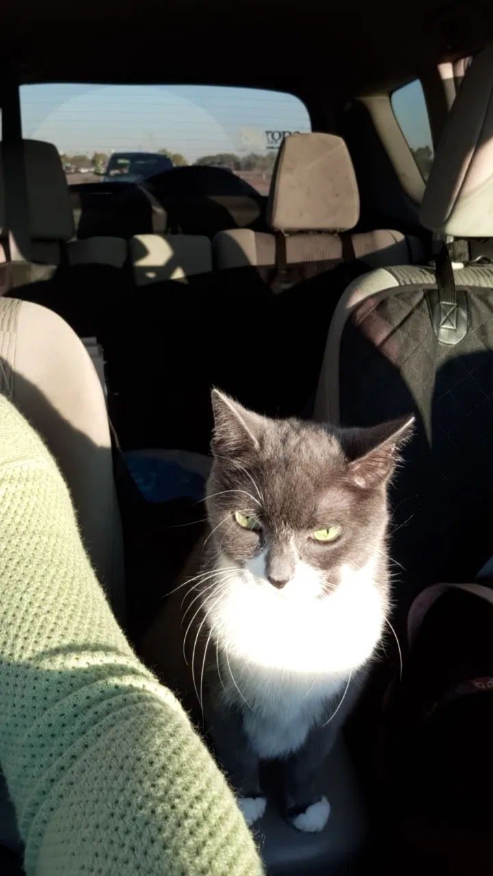 Lost cat in Longmont, CO, 80501