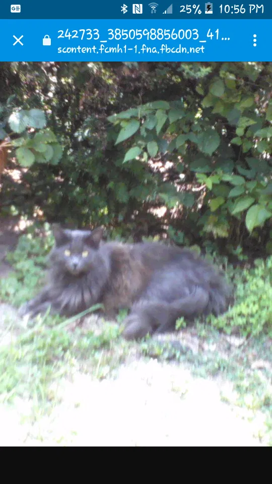 Lost cat in Columbus, OH, 43235