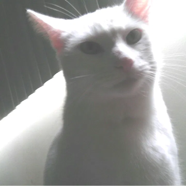 Lost cat in Redondo Beach, CA, 90278