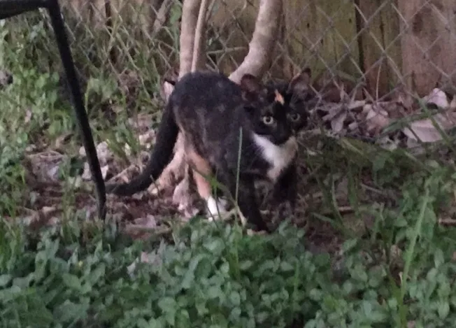 Lost cat in Covington, GA, 30014