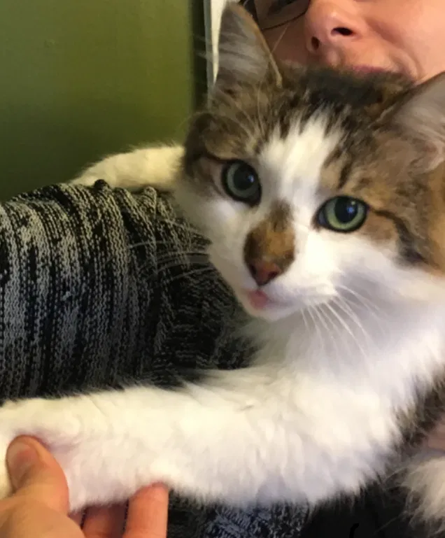 Lost cat in Buffalo, NY, 14213