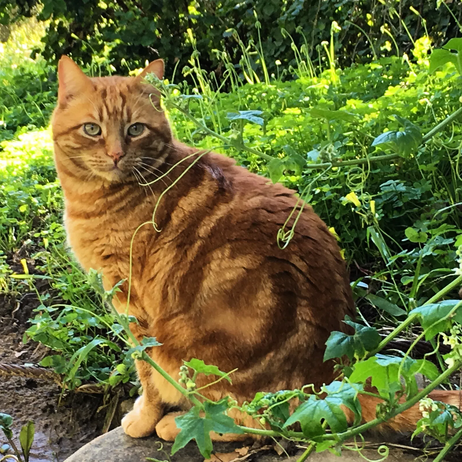 Lost cat in Ojai, CA, 93023