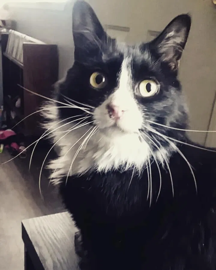 Lost cat in Modesto, CA, 95350