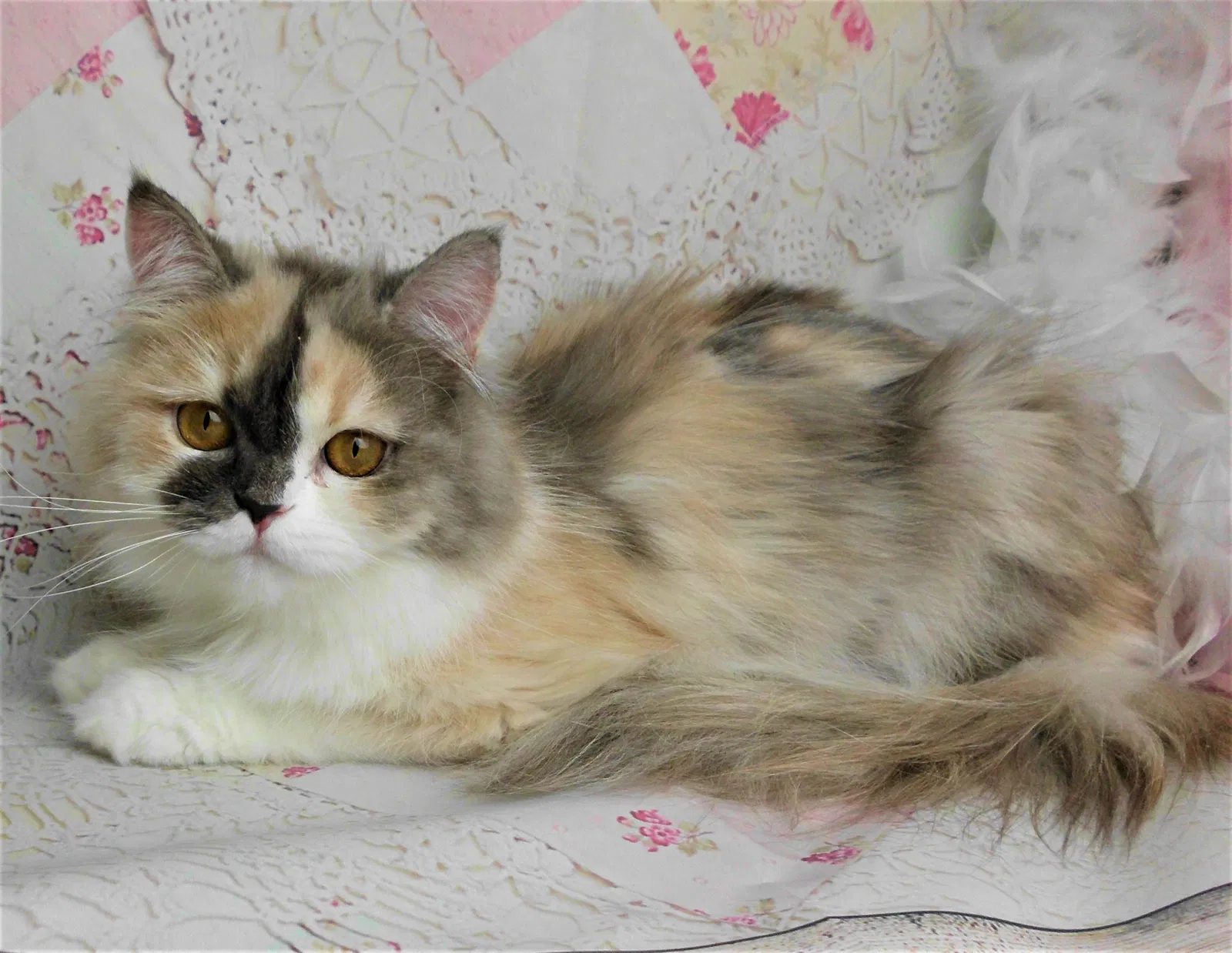 Lost cat in Addison, IL, 60101