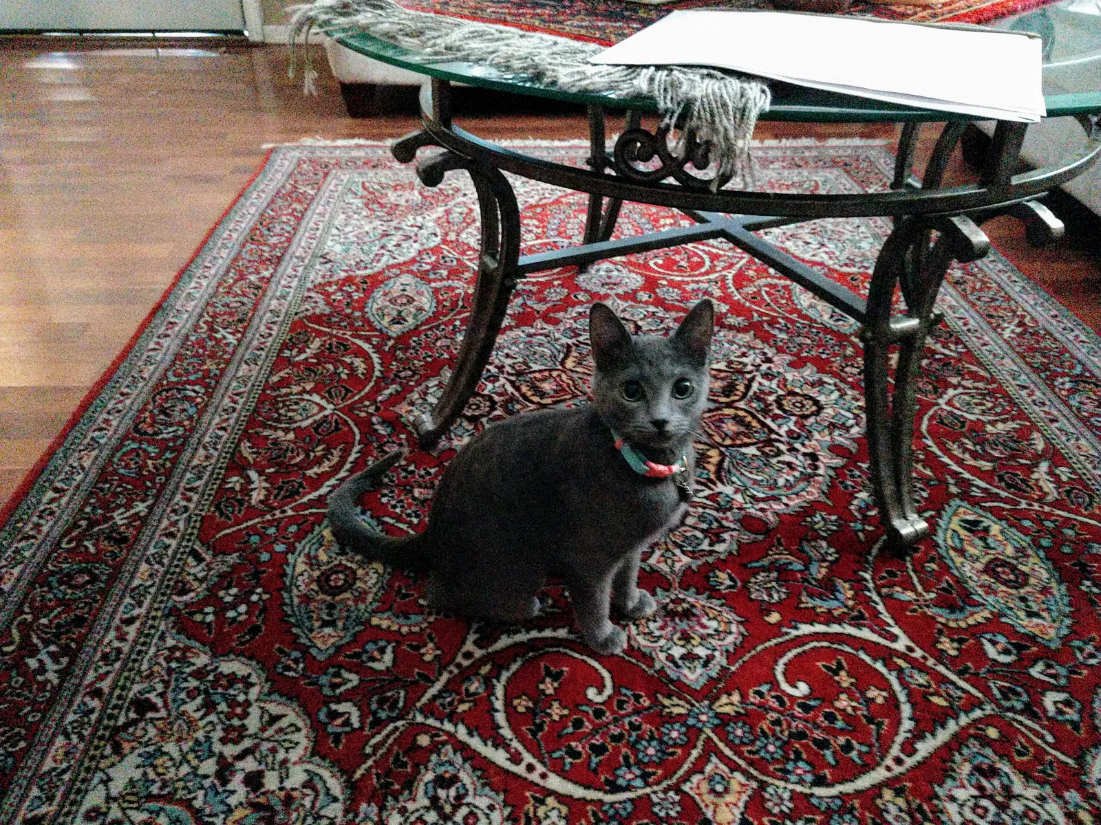 Lost cat in Albuquerque, NM, 87112